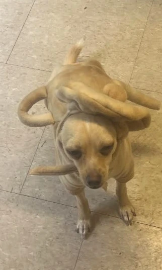 Image of
          Chai, the dog with his custom sweater